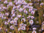 Amethyst-Aster ‚Freiburg‘, Aster x amethystinus ‚Freiburg‘, Topfware
