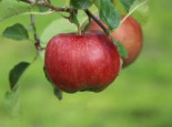 Apfel 'Florina' ® / 'Querina', Stamm 40-60 cm, 120-160 cm, Malus 'Florina' ® / 'Querina', Wurzelware