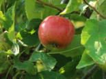 Apfel ‚Karmijn de Sonnaville‘, Stamm 40-60 cm, 120-160 cm, Malus domestica ‚Karmijn de Sonnaville‘, Containerware