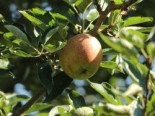 Apfel ‚Kirgisischer Herbstapfel‘, Stamm 40-60 cm, 140-160 cm, Malus ‚Kirgisischer Herbstapfel‘, Containerware