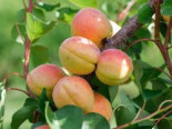 Aprikose ‚Goldrich‘, Stamm 40-60 cm, Prunus armeniaca ‚Goldrich‘, Containerware