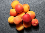 Aprikose ‚Harlayne‘, Stamm 40-60 cm, 120-160 cm, Prunus armeniaca ‚Harlayne‘, Containerware
