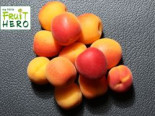 Aprikose my little Fruit Hero ® ‚Harlayne‘, Stamm 40-60 cm, 120-160 cm, Prunus armeniaca my little Fruit Hero ® ‚Harlayne‘, Stämmchen