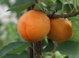 Aprikose ‚Säulenaprikose‘, 50-60 cm, Prunus ‚Säulenaprikose‘, Containerware