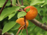 Aprikose ‚Temporao de Villa Franca‘, Stamm 40-60 cm, 120-160 cm, Prunus armeniaca ‚Temporao de Villa Franca‘, Containerware