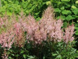 Arends Prachtspiere 'Look at me' ®, Astilbe x arendsii 'Look at me' ®, Topfware