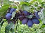 Zwetsche 'Frühe Fruchtbare', Stamm 40-60 cm, 120-160 cm, Prunus 'Frühe Fruchtbare', Wurzelware