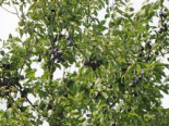 Zwetsche 'Hauszwetsche', Stamm 40-60 cm, 120-160 cm, Prunus 'Hauszwetsche', Wurzelware