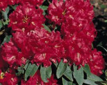 Rhododendron ‚Brisanz‘, 40-50 cm, Rhododendron haematodes ‚Brisanz‘, Containerware