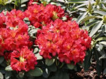 Rhododendron ‚Maskarill‘, 30-40 cm, Rhododendron dichroanthum ‚Maskarill‘, Containerware