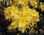 Laubabwerfende Azalee ‚Limetta‘, 40-50 cm, Rhododendron luteum ‚Limetta‘, Containerware