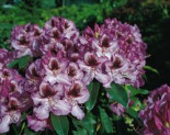 Rhododendron ‚Durantik‘, 30-40 cm, Rhododendron Hybride ‚Durantik‘, Containerware