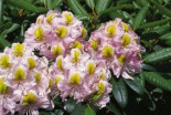 Rhododendron ‚Mrs. Anthony Waterer‘, 25-30 cm, Rhododendron Hybride ‚Mrs. Anthony Waterer‘, Containerware