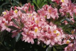 Rhododendron ‚Juniduft‘, 30-40 cm, Rhododendron viscosum ‚Juniduft‘, Containerware