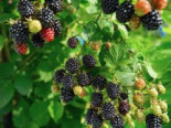 Brombeere ‚Navaho‘ ®, 40-60 cm, Rubus fruticosus ‚Navaho‘ ®, Containerware
