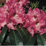 Rhododendron ‚Juniflair‘, 25-30 cm, Rhododendron Hybride ‚Juniflair‘, Containerware