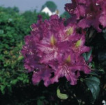 Rhododendron ‚Libretto‘, 30-40 cm, Rhododendron Hybride ‚Libretto‘, Containerware