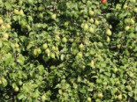 Winterbirne 'Novembra' ® / 'Nojabrskaja', Stamm 40-60 cm, 120-140 cm, Pyrus communis 'Novembra' ® / 'Nojabrskaja', Containerware