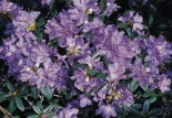 Rhododendron ‚Blaubart‘, 25-30 cm, Rhododendron impeditum ‚Blaubart‘, Containerware