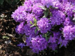 Rhododendron ‚Blaumeise‘, 25-30 cm, Rhododendron impeditum ‚Blaumeise‘, Containerware