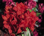Laubabwerfende Azalee ‚Doloroso‘, 40-50 cm, Rhododendron luteum ‚Doloroso‘, Containerware