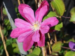 Clematis ‚Red Star‘, 60-100 cm, Containerware
