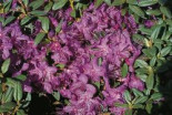 Rhododendron ‚Blue Silver‘, 30-40 cm, Rhododendron hippophaeoides ‚Blue Silver‘, Containerware