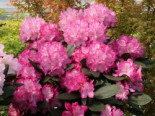 Rhododendron ‚Blurettia‘, 25-30 cm, Rhododendron yakushimanum ‚Blurettia‘, Containerware