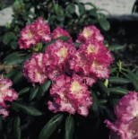 Rhododendron ‚Rosita‘, 20-25 cm, Rhododendron yakushimanum ‚Rosita‘, Containerware