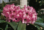 Rhododendron ‚Dominik‘, 30-40 cm, Rhododendron calophytum ‚Dominik‘, Containerware