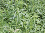 Estragon, Artemisia dracunculus, Topfware