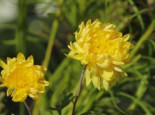 Winteraster 'Citrus', Chrysanthemum x hortorum 'Citrus', Topfware