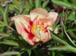Halbstrauchige Pfingstrose ‚Old Rose Dandy‘, Paeonia Itoh-Hybride ‚Old Rose Dandy‘, Containerware