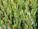 Bachweide / Purpurweide, 60-100 cm, Salix purpurea, Containerware