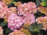 Ballhortensie ‚Adula‘ lila, 30-40 cm, Hydrangea macrophylla ‚Adula‘ lila, Containerware