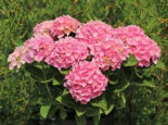 Ballhortensie ‚Ankong‘ (Rosa), 30-40 cm, Hydrangea macrophylla ‚Ankong‘ (Rosa), Containerware
