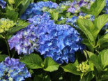 Ballhortensie 'Baby Blue ®', 25-30 cm, Hydrangea macrophylla 'Baby Blue ®', Containerware