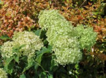 Ballhortensie ‚Bella Ragazza ® Limetta‘, Hydrangea arborescens ‚Bella Ragazza ® Limetta‘, Containerware