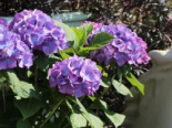 Ballhortensie ‚Diva fiore‘ ® (Violet), 30-40 cm, Hydrangea macrophylla ‚Diva fiore‘ ® (Violet), Containerware