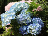 Ballhortensie ‚Three Sisters‘ ® (Blau), 30-40 cm, Hydrangea macrophylla ‚Three Sisters‘ ® (Blau), Containerware