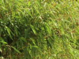 Bambus / Chinarohrgras / Muriel Schirmbambus ‚Ivory Ibis‘ ®, 100-125 cm, Fargesia species ‚Ivory Ibis‘ ®, Containerware