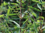 Bambus ‚Jiuzhaigou Genf‘ ® / ‚Geneve‘ / ‚Red Dragon‘, 80-100 cm, Fargesia species (nitida) ‚Jiuzhaigou Genf‘ ®, Containerware