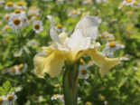 Bartlose Schwertlilie 'Butter and Sugar', Iris sibirica 'Butter and Sugar', Topfware