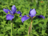 Bartlose Schwertlilie 'Perry's Blue', Iris sibirica 'Perry's Blue', Topfware