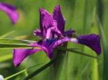 Bartlose Schwertlilie 'Ruffled Velvet', Iris sibirica 'Ruffled Velvet', Topfware