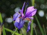 Bartlose Wiesen-Schwertlilie, Iris sibirica, Topfware
