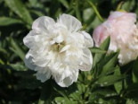 Bauerngarten-Pfingstrose 'Alba Plena', Paeonia officinalis 'Alba Plena', Topfware