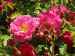 Beetrose 'Bad Wörishofen' ® / 'Pink Emely' ®, Rosa 'Bad Wörishofen' ® / 'Pink Emely' ® ADR-Rose, Wurzelware