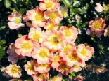 Bodendecker-Rose 'Bienenweide ® Apricot', Rosa 'Bienenweide ® Apricot', Containerware