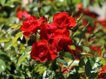 Beetrose 'Black Forest Rose' ®, Rosa 'Black Forest Rose' ® ADR-Rose, Containerware
